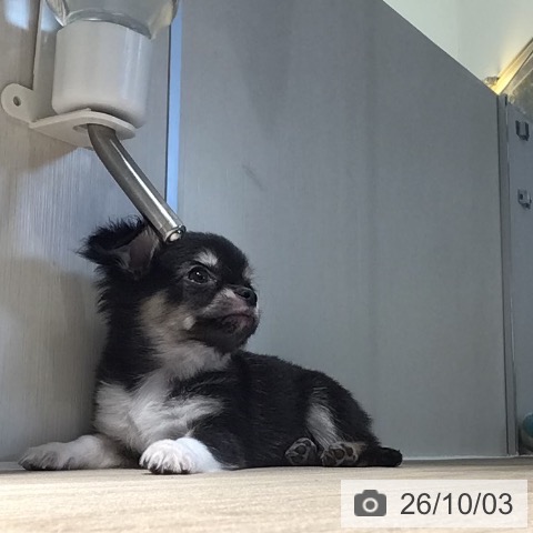 チワワの写真