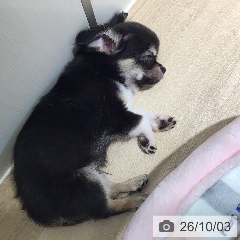 チワワの写真
