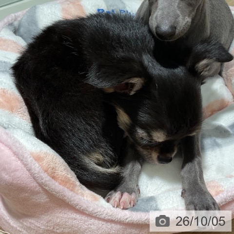 埼玉県のチワワ(ロング) (ペットプラス イオンモール春日部店/2026年8月3日生まれ/男の子/ブラックタンホワイト)の子犬の3枚目の画像