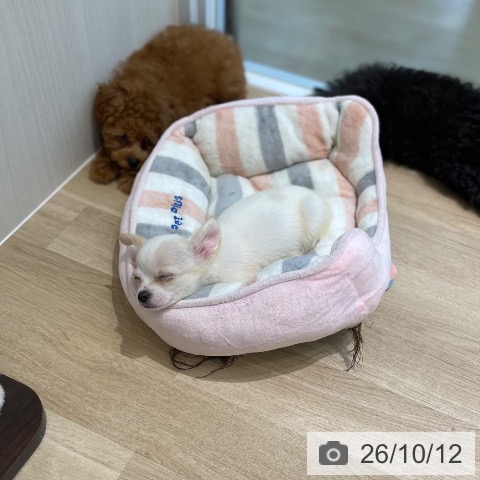 宮城県のチワワ(ロング) (ペットプラス 仙台泉大沢店/2026年8月1日生まれ/男の子/クリームホワイト)の子犬の4枚目の画像