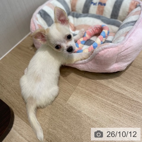 宮城県のチワワ(ロング) (ペットプラス 仙台泉大沢店/2026年8月1日生まれ/男の子/クリームホワイト)の子犬の3枚目の画像