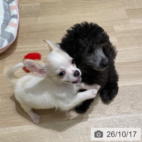 宮城県のチワワ(ロング) (ペットプラス 仙台泉大沢店/2026年8月1日生まれ/男の子/クリームホワイト)の子犬の3枚目の画像
