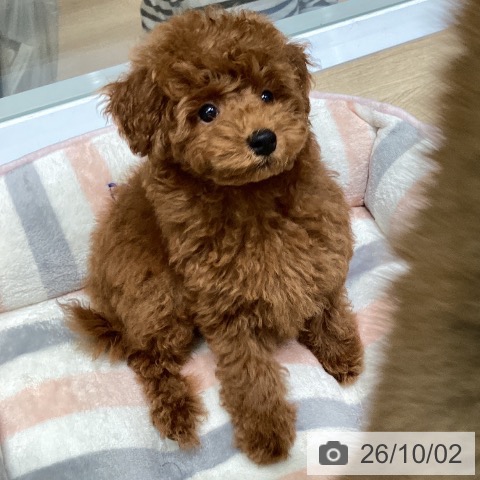 東京都のトイプードル(トイ) (ペットプラス 立川高島屋S.C.店/2026年7月22日生まれ/男の子/レッド)の子犬の3枚目の画像