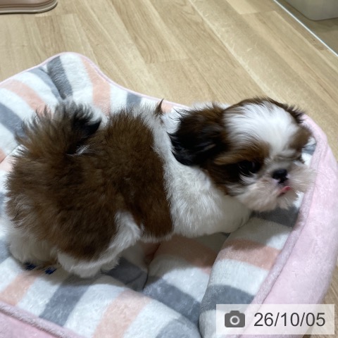 埼玉県のシーズー (ペットプラス ららぽーと富士見店/2026年8月3日生まれ/男の子/ゴールドホワイト)の子犬の3枚目の画像