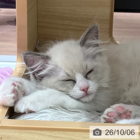 群馬県のラグドール (ペットプラス イオンモール太田店/2026年7月28日生まれ/男の子/ブルーポイントバイカラー)の子猫の4枚目の画像
