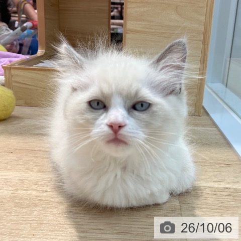 群馬県のラグドール (ペットプラス イオンモール太田店/2026年7月28日生まれ/男の子/ブルーポイントバイカラー)の子猫の3枚目の画像