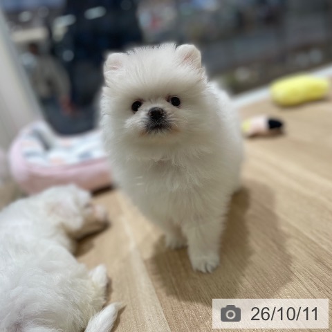 宮城県のポメラニアン (ペットプラス 仙台上杉店/2026年8月5日生まれ/男の子/ホワイト)の子犬の4枚目の画像
