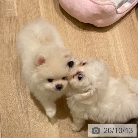 宮城県のポメラニアン (ペットプラス 仙台上杉店/2026年8月5日生まれ/男の子/ホワイト)の子犬の3枚目の画像