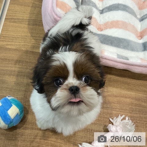 埼玉県のシーズー (ペッツワン 新座店/2026年8月4日生まれ/男の子/ゴールドホワイト)の子犬の4枚目の画像
