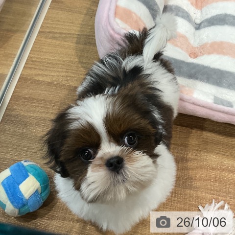 埼玉県のシーズー (ペッツワン 新座店/2026年8月4日生まれ/男の子/ゴールドホワイト)の子犬の3枚目の画像