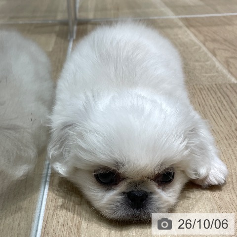 埼玉県のペキニーズ (ペットプラス ららぽーと富士見店/2026年8月5日生まれ/男の子/ホワイト)の子犬の3枚目の画像