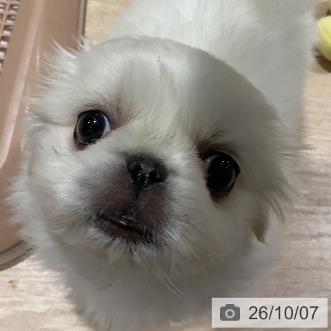 ペキニーズの写真