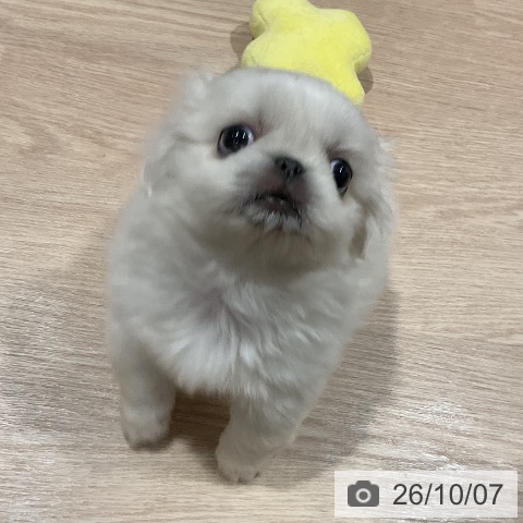 ペキニーズの写真