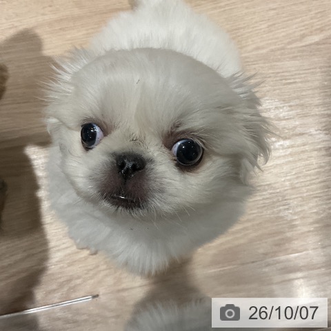 ペキニーズの写真