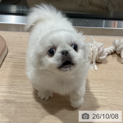 ペキニーズの写真
