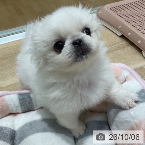 埼玉県のペキニーズ (ペットプラス ららぽーと新三郷店/2026年8月5日生まれ/女の子/ホワイト)の子犬の3枚目の画像