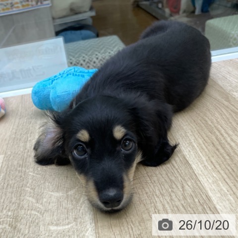 福島県のミニチュアダックスフンド(ロング) (ペットプラス 福島店/2026年8月4日生まれ/男の子/ブラックタン)の子犬の4枚目の画像