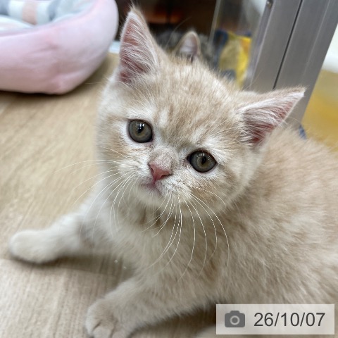 福島県のスコティッシュフォールド (ペットプラス 福島店/2026年8月4日生まれ/男の子/クリームタビー)の子猫の3枚目の画像