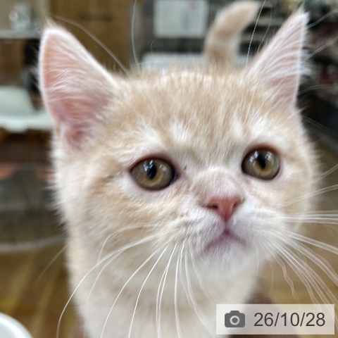 福島県のスコティッシュフォールド (ペットプラス 福島店/2026年8月4日生まれ/男の子/クリームタビー)の子猫の3枚目の画像