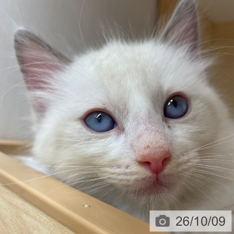 長野県のラグドール (ペットプラス 須坂店/2026年8月4日生まれ/男の子/ブルーポイントバイカラー)の子猫の4枚目の画像