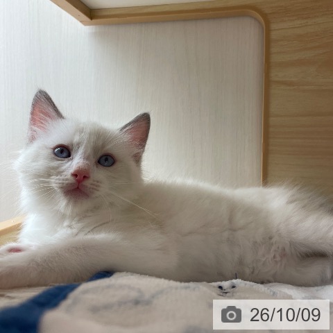 長野県のラグドール (ペットプラス 須坂店/2026年8月4日生まれ/男の子/ブルーポイントバイカラー)の子猫の3枚目の画像