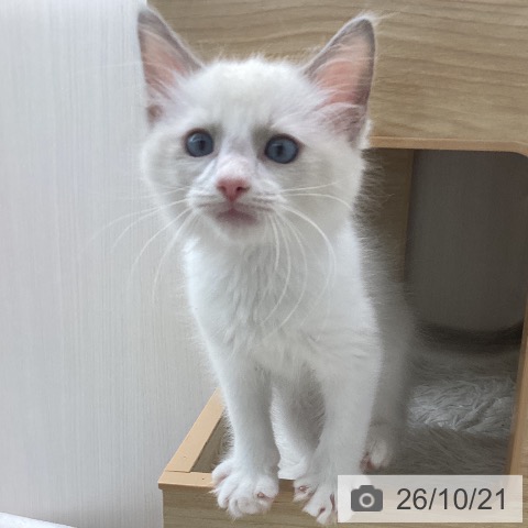 長野県のラグドール (ペットプラス 須坂店/2026年8月4日生まれ/男の子/ブルーポイントバイカラー)の子猫の4枚目の画像