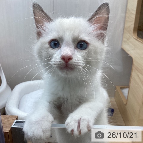 長野県のラグドール (ペットプラス 須坂店/2026年8月4日生まれ/男の子/ブルーポイントバイカラー)の子猫の3枚目の画像