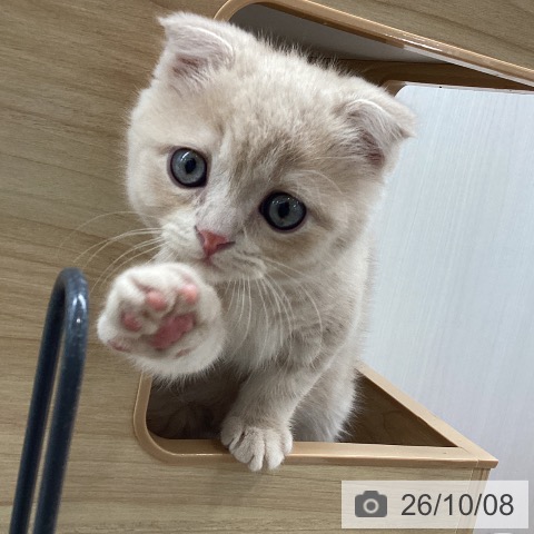 宮城県のスコティッシュフォールド (ペットプラス 仙台上杉店/2026年8月4日生まれ/男の子/クリームタビー)の子猫の4枚目の画像