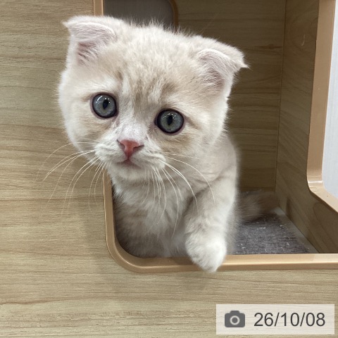 宮城県のスコティッシュフォールド (ペットプラス 仙台上杉店/2026年8月4日生まれ/男の子/クリームタビー)の子猫の3枚目の画像