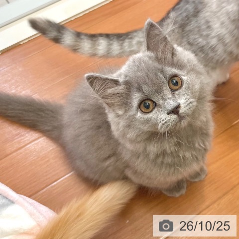 東京都のブリティッシュロングヘアー (ペットプラス 板橋店/2026年8月2日生まれ/女の子/ブルー)の子猫の4枚目の画像