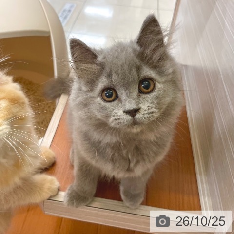 東京都のブリティッシュロングヘアー (ペットプラス 板橋店/2026年8月2日生まれ/女の子/ブルー)の子猫の3枚目の画像