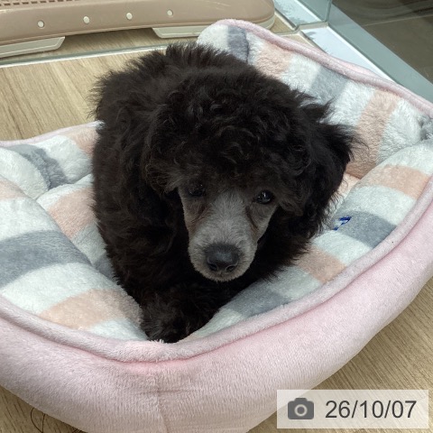 千葉県のトイプードル(トイ) (ペットプラス 船橋店/2026年7月25日生まれ/男の子/シルバー)の子犬の4枚目の画像
