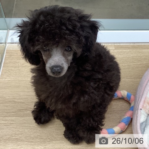 千葉県のトイプードル(トイ) (ペットプラス 船橋店/2026年7月25日生まれ/男の子/シルバー)の子犬の3枚目の画像