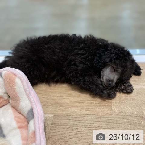 宮城県のトイプードル(トイ) (ペットプラス 仙台泉大沢店/2026年8月2日生まれ/男の子/シルバー)の子犬の3枚目の画像