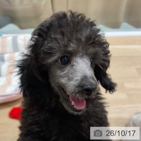 宮城県のトイプードル(トイ) (ペットプラス 仙台泉大沢店/2026年8月2日生まれ/男の子/シルバー)の子犬の3枚目の画像