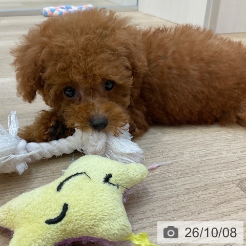 長野県のトイプードル(トイ) (ペットプラス 上田店/2026年7月26日生まれ/男の子/レッド)の子犬の4枚目の画像
