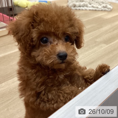 長野県のトイプードル(トイ) (ペットプラス 上田店/2026年7月26日生まれ/男の子/レッド)の子犬の3枚目の画像
