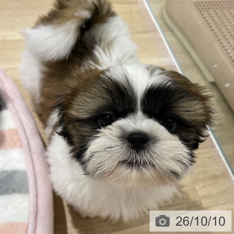 長野県のシーズー (ペットプラス 長野店/2026年8月5日生まれ/男の子/ゴールドホワイト)の子犬の4枚目の画像