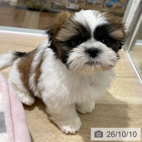 長野県のシーズー (ペットプラス 長野店/2026年8月5日生まれ/男の子/ゴールドホワイト)の子犬の3枚目の画像