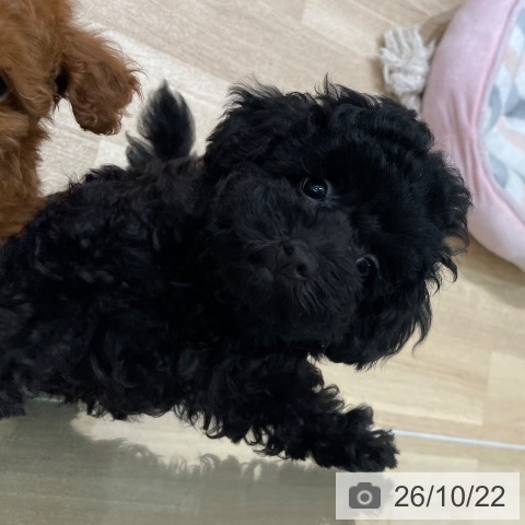 宮城県のトイプードル(トイ) (ペットプラス 名取店/2026年8月5日生まれ/女の子/ブラック)の子犬の4枚目の画像