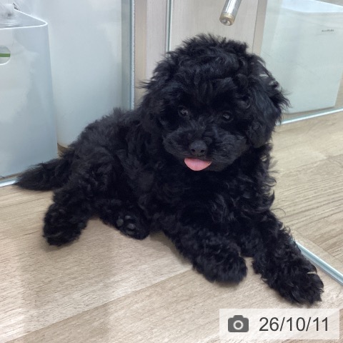 宮城県のトイプードル(トイ) (ペットプラス 名取店/2026年8月5日生まれ/女の子/ブラック)の子犬の3枚目の画像