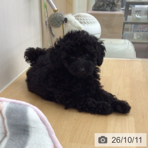 青森県のトイプードル(トイ) (ペットプラス 青森浜田店/2026年8月5日生まれ/男の子/ブラック)の子犬の3枚目の画像
