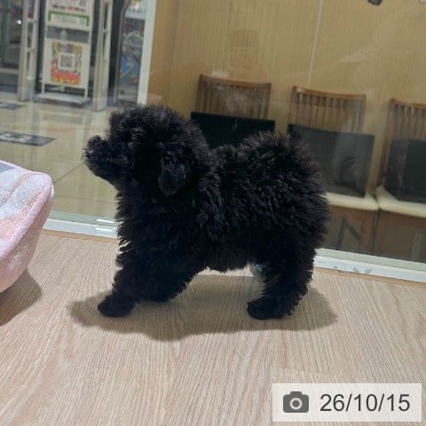 東京都のトイプードル(トイ) (ペットプラス 板橋店/2026年8月5日生まれ/女の子/ブラック)の子犬の3枚目の画像