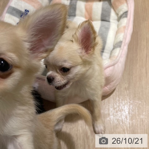 チワワの写真