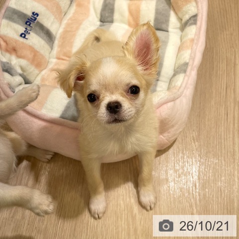 チワワの写真