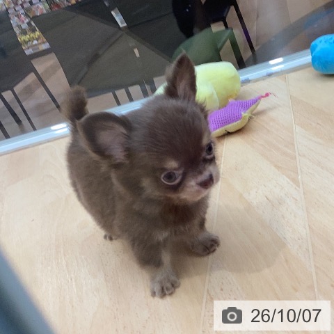 チワワの写真