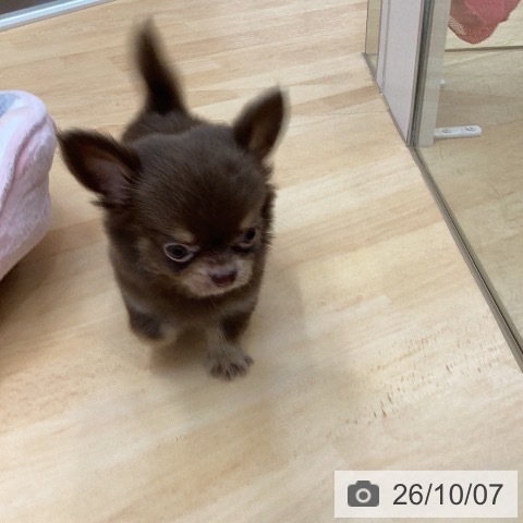 チワワの写真
