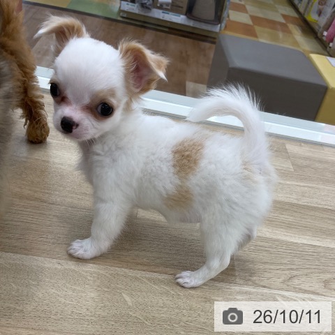 山梨県のチワワ(ロング) (ペットプラス 甲府国母店/2026年8月1日生まれ/男の子/ホワイトクリーム)の子犬の3枚目の画像