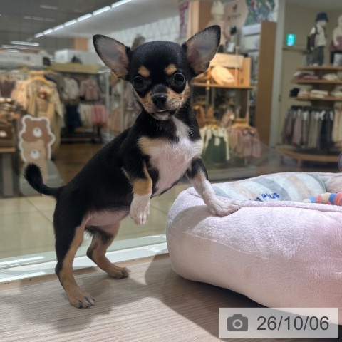 チワワの写真