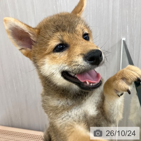 長野県の柴犬(標準サイズ) (ペットプラス 松本店/2026年8月6日生まれ/男の子/赤)の子犬の4枚目の画像